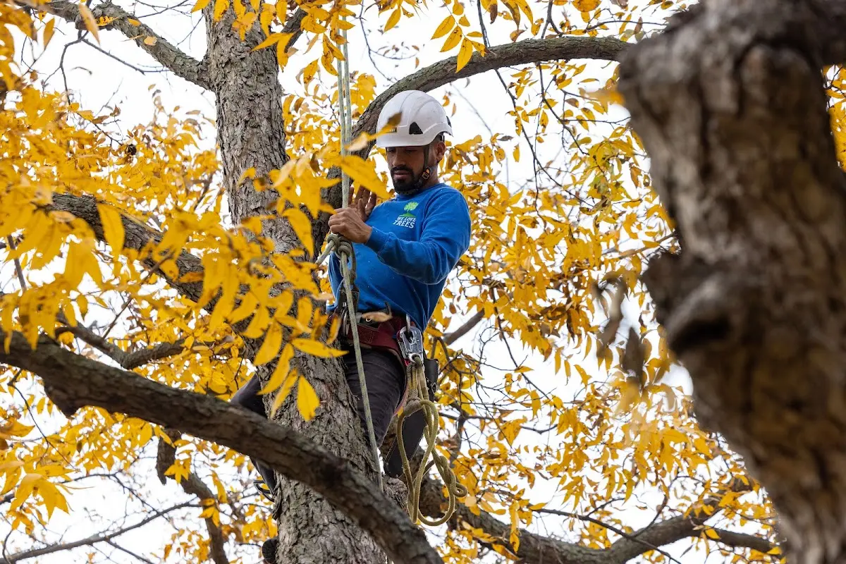Skilled Tree Pruning crew working in Beaver